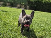 BLUE FRENCH BULLDOG YAVRULARI 