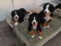 Muhteşem bernese mountain dog yavruları 