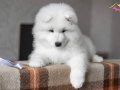 Kar Beyaz Samoyed Yavruları Istanbul     