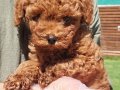 Red Brown Toy Poodle Yavruları İstanbul 