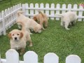 Harika Golden Retriever Yavrulari 