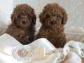 Red Brown Toy Poodle Yavruları  istanbul 