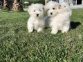 EN GUZEL MALTESE TERRIER YAVRULARI 