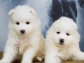 SAMOYED YAVRULARI SAFKAN 