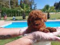 Red Brown Toy Poodle Yavruları İstanbul   