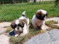 Tea Cup Shih Tzu Yavrulari 