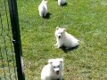 SAMOYED YAVRULARI  A KALITE 