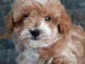 Maltipoo Yavruları Sağlık Ve İrk Garantili 