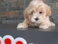 %% ORJİNAL F1 MALTIPOO YAVRULARİMİZ 