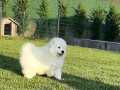 SAMOYED YAVRULARI  A KALITE 