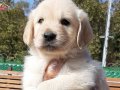 MUHTEŞEM Baby Face Golden Retriever Yavruları 