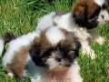 Sağlık ve ırk garantili shih Tzu yavrulari 