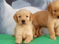 Dünya Tatlısı Golden Retriever Yavruları 