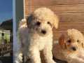 En Sevimli Toy Poodle Yavruları 