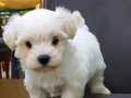 Tea Cup Maltese Terrier Yavruları Sağlık ve ırk garantilidir
