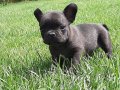 Siyah inci sağlık ve ırk garantili french bulldog yavruları 