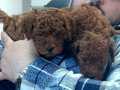 Red Brown Toy Poodle Yavruları İstanbul  