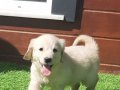 TURKİYENİN EN ÖZEL GOLDEN RETRIEVER YAVRULARI 