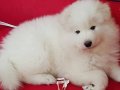 %100 SAFKAN SAMOYED YAVRULARI  ÇİFTLİKTEN   