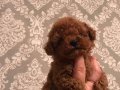 RED BROWN TOY POODLE YAVRULARI ISTANBUL 