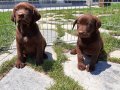 Çikolata Labrador Retriever Yavruları  