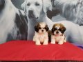 Birinci sinif Shih Tzu Yavrulari 