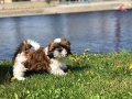 COMPACT GUZELLIKTE SHIHTZU YAVRULARİ