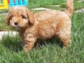 %% ORJİNAL F2 MALTIPOO YAVRULARİMİZ 