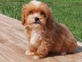 Maltipoo Yavruları Sağlık Ve İrk Garantili 