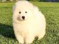 SAMOYED YAVRULARI SAFKAN 