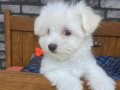 Maltese Terrier inin En Özel Yavrusu Bizde