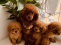 Red Brown Toy Poodle Yavrulari İSTANBUL 