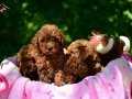 BENZERSİZ TOY POODLE YAVRULARI RED BROWN 