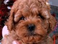 Kalite Ve Güvenin Adresinden Red Brown Poodle Bebekleri