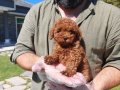 %% Red Brown Toy Poodle Yavruları 