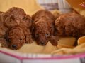 RED BROWN TOY POODLE YAVRULARI ISTANBUL 
