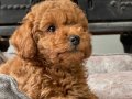 BENZERSİZ TOY POODLE YAVRULARI ISTANBUL 