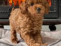 TOY POODLE YAVRULARI ISTANBUL 