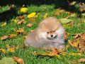 Bir Birinden Sevimli Pomeranian Boo Yavruları 