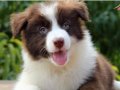 Türkiye'nin En Özel Border Collie Yavruları  