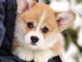 Pembroke Welsh Corgi Yavruları 