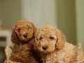 MUKEMMEL TOY POODLE YAVRULARI ÇİFTLİKTEN    