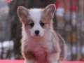 Pembroke Welsh Corgi Yavruları Geldi