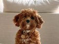 Cavapoo Yavruları Muhteşem Formda