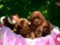Mukemmel Poodle  Bebeklerimiz  Aşıları Tam