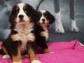 Bernese Moıntaın Dog Yavruları 