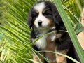 BERNESE MOUNTAİN DOG IRKININ EN ÖZEL YAVRULARI 