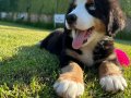 Bernese Moıntaın Dog Yavruları Blue Merle