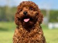 En Özel Toy Poodle Yavrularımiz