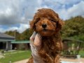 Orjinal Mini Red Brown Poodle Yavrularımız 